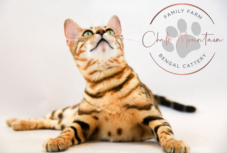 bengal cat for sale